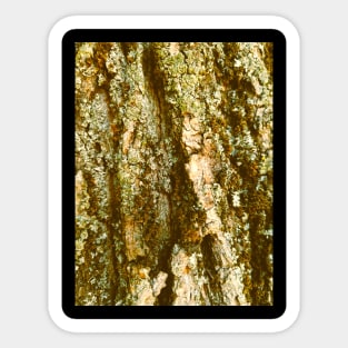 Macro Photo Of The Tree Trunk In A The Enchanted Forest Sticker